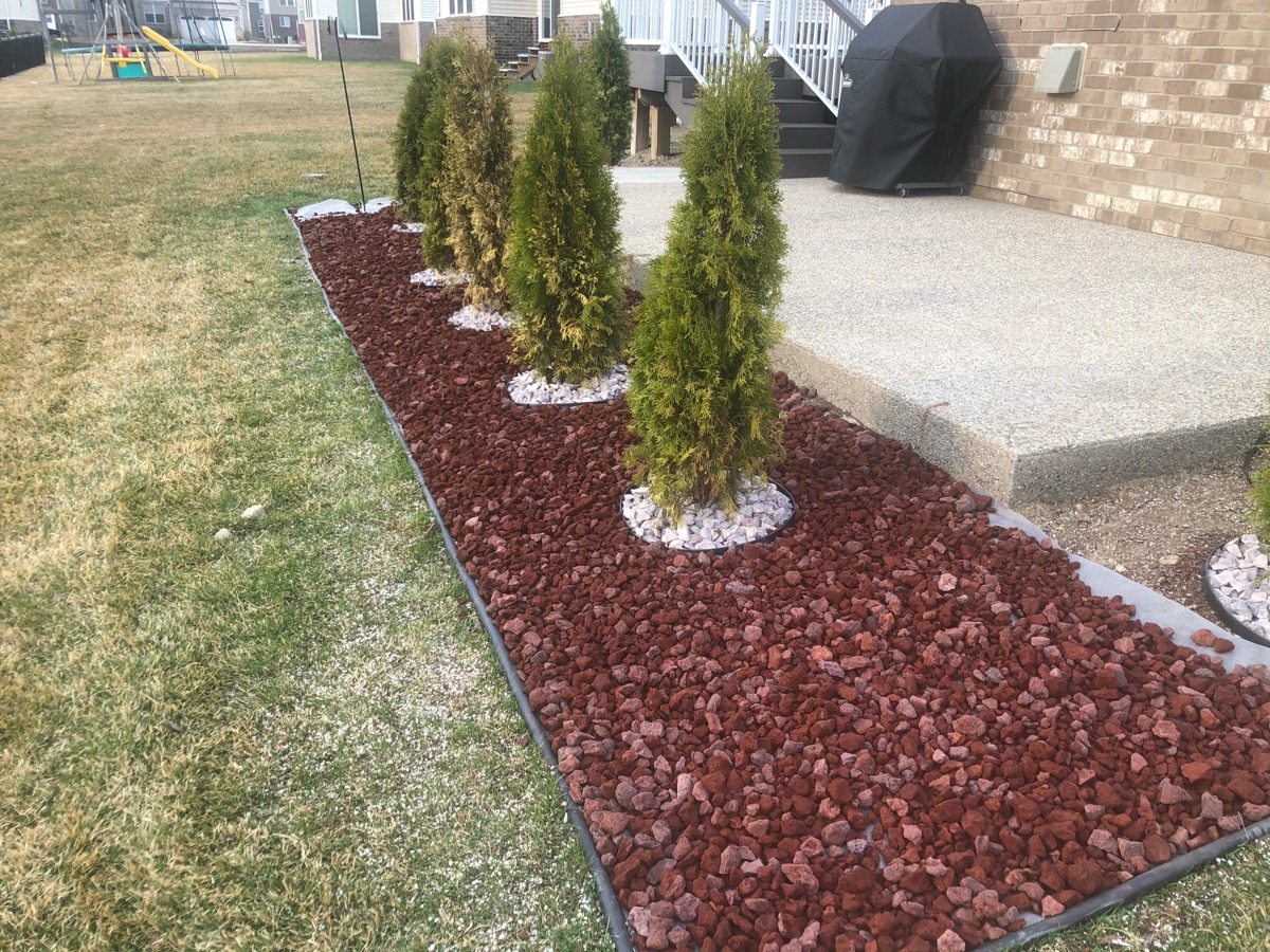 Backyard Evergreen Bed with Lava Rock