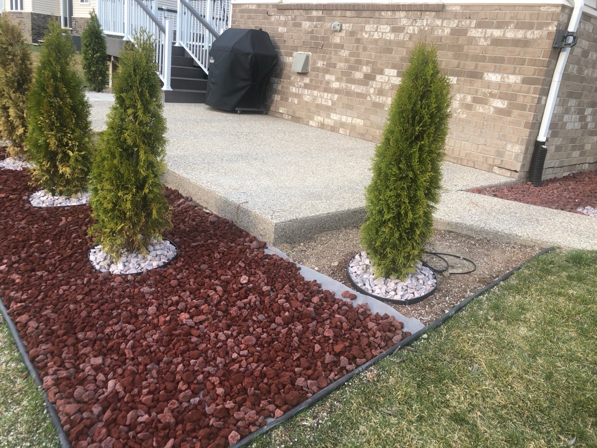 Backyard Arborvitae Privacy Row