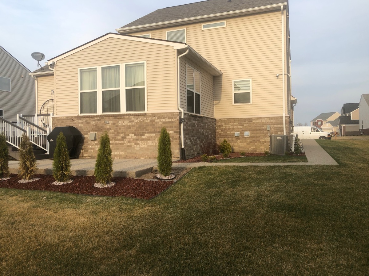 Arborvitae Hedge Installation